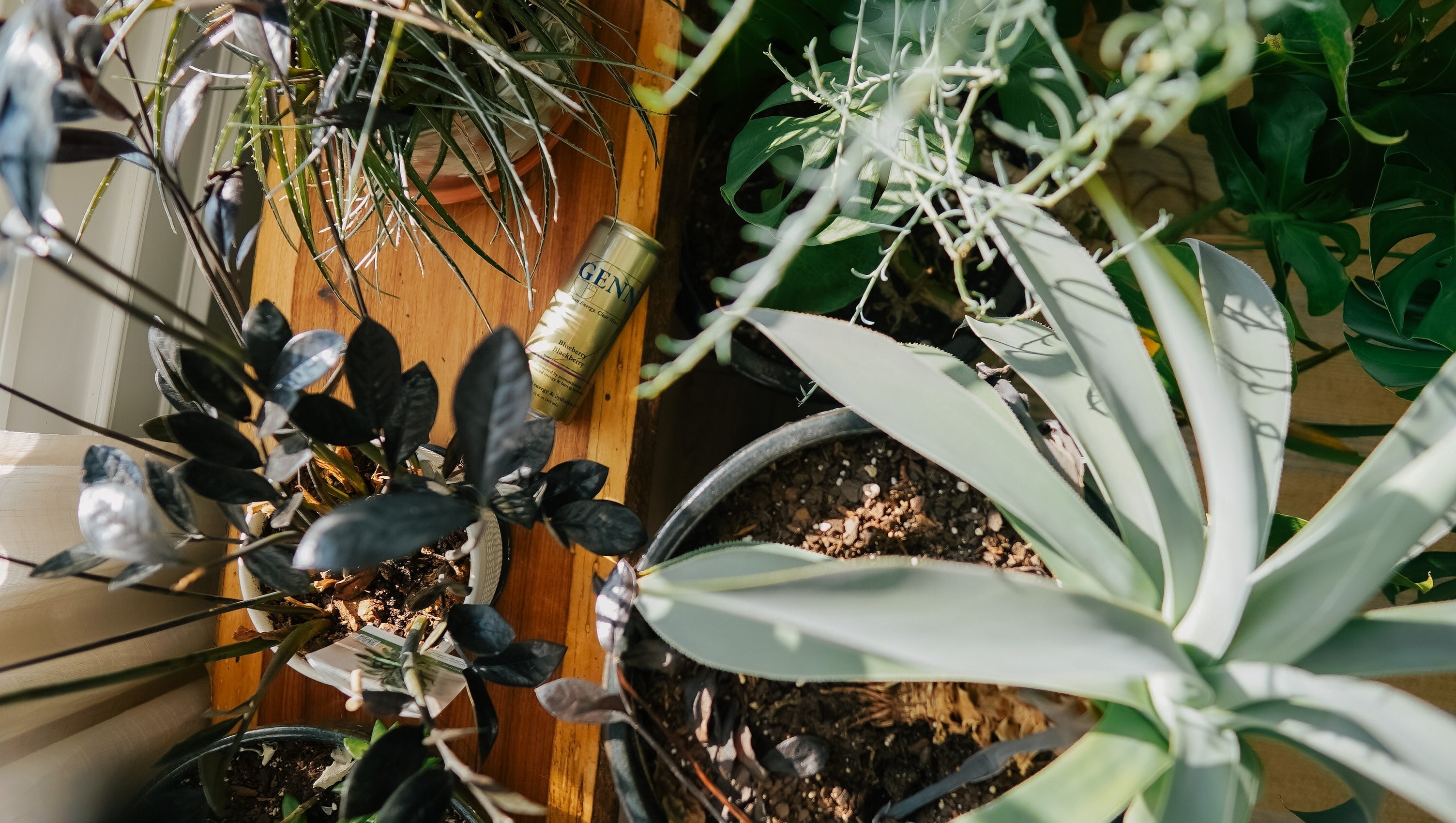 GENN can, plants and nature, abstract GENN can among plants