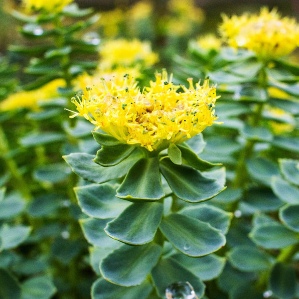 Rhodiola Rosea